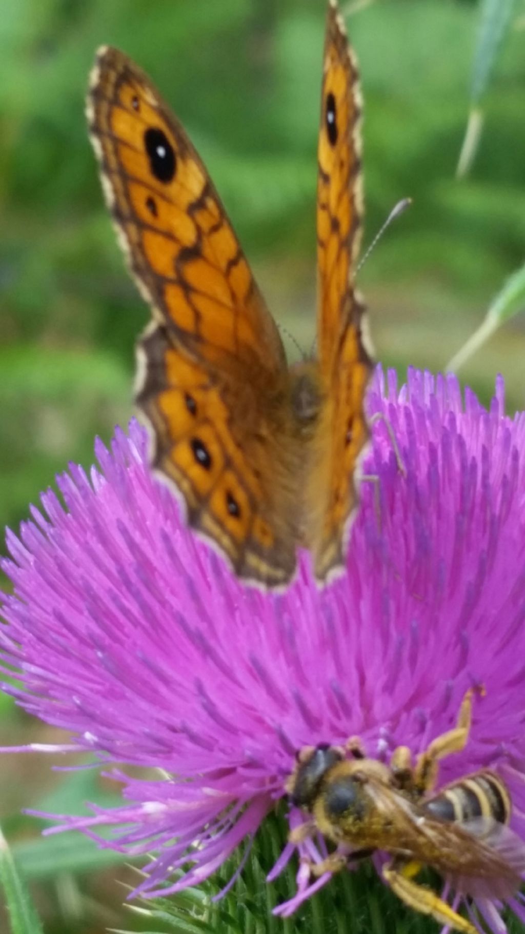Che farfalla  4? Lasiommata megera - Nymphalidae